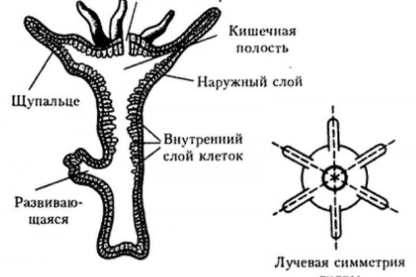 Кракен зеркало тор