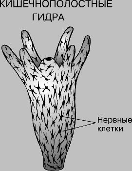 Открыть даркнет